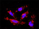 MAP3K1 Monoclonal Antibody (2F6)