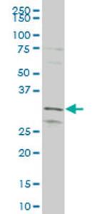 MEOX1 Monoclonal Antibody (3D6)