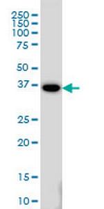 MEOX2 Monoclonal Antibody (6A5)