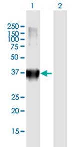 MFI2 Polyclonal Antibody, MaxPab™