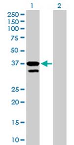 MFNG Polyclonal Antibody, MaxPab™