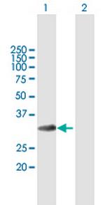 MLF1 Polyclonal Antibody, MaxPab™