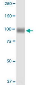 MME Antibody in Western Blot (WB)