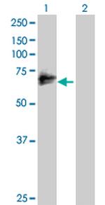 MMP2 Antibody in Western Blot (WB)