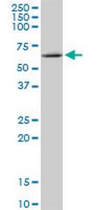 MMP19 Polyclonal Antibody, MaxPab™