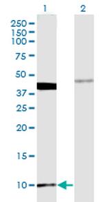 MOBP Monoclonal Antibody (4C2)