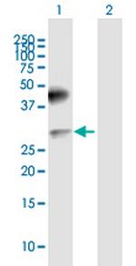 CD200 Polyclonal Antibody, MaxPab™