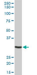 MPG Antibody in Western Blot (WB)