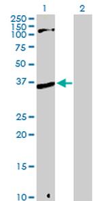 MPG Antibody in Western Blot (WB)