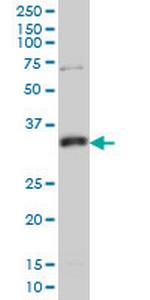 MPG Monoclonal Antibody (1E10)