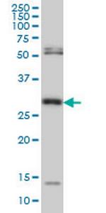 MPG Monoclonal Antibody (2D2)