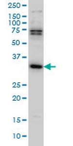 MPG Monoclonal Antibody (4B12)