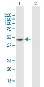 MPI Polyclonal Antibody, MaxPab™