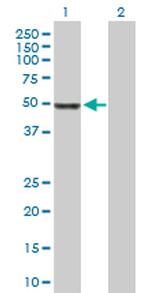 MPP1 Polyclonal Antibody, MaxPab™