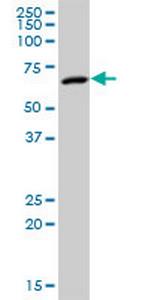 MPP2 Polyclonal Antibody, MaxPab™
