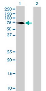 MPP3 Antibody in Western Blot (WB)