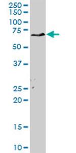 MPP3 Antibody in Western Blot (WB)
