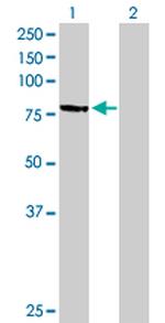 MPP3 Polyclonal Antibody, MaxPab™