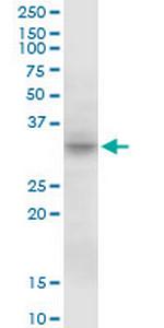 MPST Polyclonal Antibody, MaxPab™