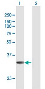 MPST Polyclonal Antibody, MaxPab™