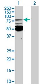 MSN Antibody in Western Blot (WB)