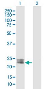 MSRA Polyclonal Antibody, MaxPab™