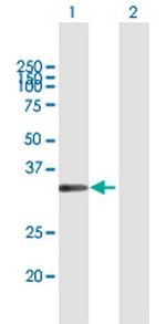 MSX1 Polyclonal Antibody, MaxPab™