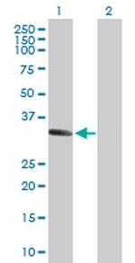 MSX1 Polyclonal Antibody, MaxPab™