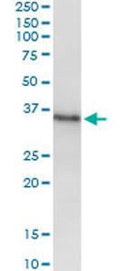 MSX1 Monoclonal Antibody (3A8)