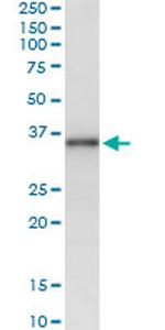 MSX1 Monoclonal Antibody (1D2)