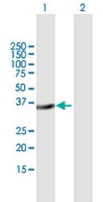 MSX2 Polyclonal Antibody, MaxPab™