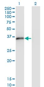 MSX2 Antibody in Western Blot (WB)