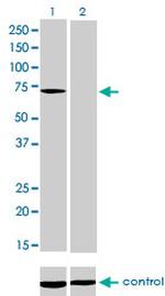 MTM1 Antibody in Western Blot (WB)