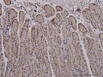 MUC4 Monoclonal Antibody (5B12)