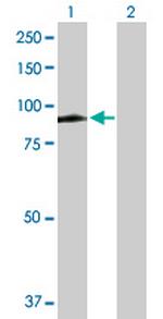 MX1 Polyclonal Antibody, MaxPab™
