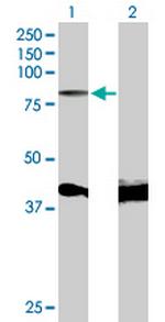 MYB Antibody in Western Blot (WB)