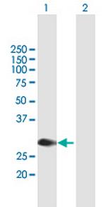 MYCL1 Polyclonal Antibody, MaxPab™