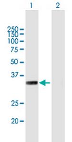 MYF6 Polyclonal Antibody, MaxPab™