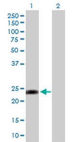 MYL3 Polyclonal Antibody, MaxPab™