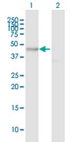 MYO1D Polyclonal Antibody, MaxPab™