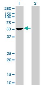 PPP1R12B Polyclonal Antibody, MaxPab™
