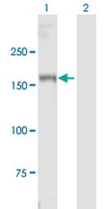 MYT1 Polyclonal Antibody, MaxPab™