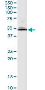 NAP1L1 Antibody in Western Blot (WB)