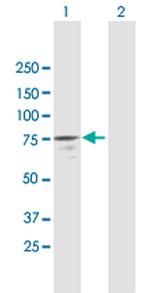 NAP1L3 Antibody in Western Blot (WB)