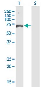 NAP1L3 Polyclonal Antibody, MaxPab™