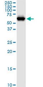 NARS Polyclonal Antibody, MaxPab™