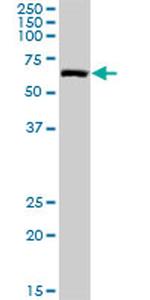 NARS Antibody in Western Blot (WB)
