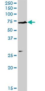NARS Antibody in Western Blot (WB)
