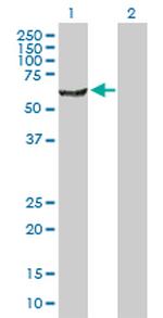 NARS Antibody in Western Blot (WB)