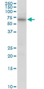 NARS Antibody in Western Blot (WB)
